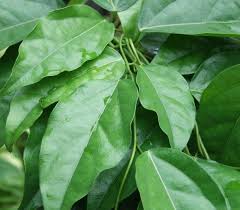 ย่านาง4