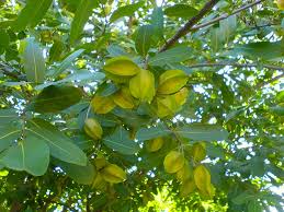 สมอเทศ1