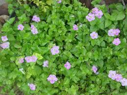 เบญจรงค์5สี4